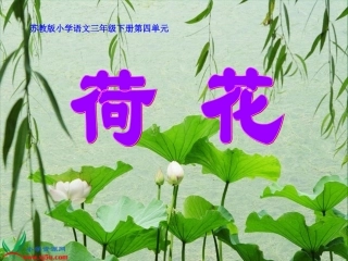 《荷花》PPT之一课件(苏教版三年级语文下册课件)