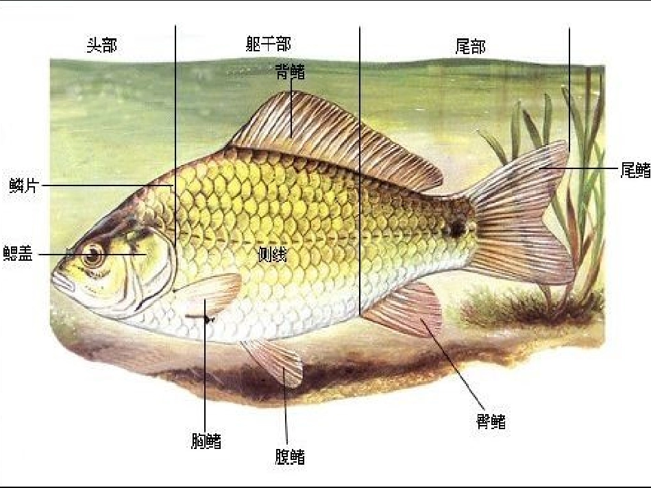 探究鲫鱼适于水中生活的特点_第3页