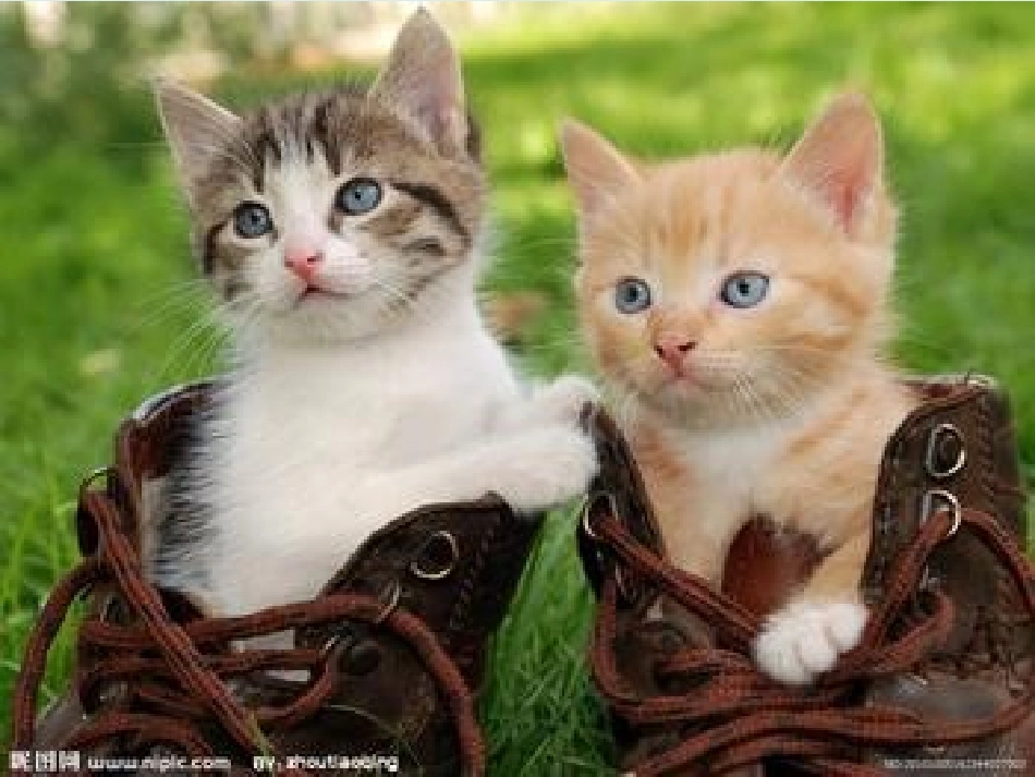 《喜欢的动物》课件_第2页