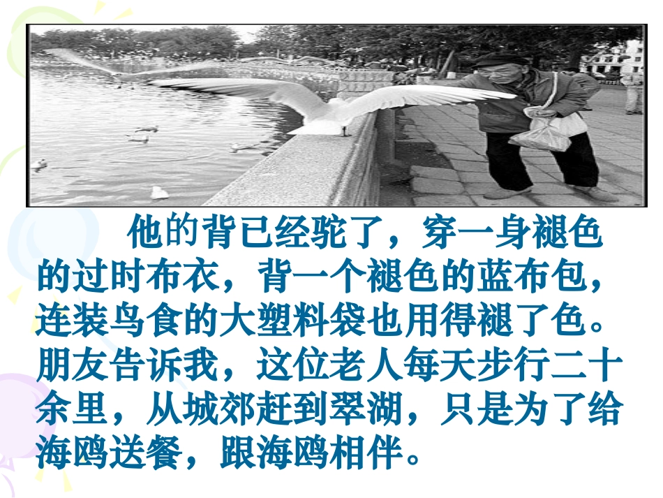 《老人与海鸥》实用教学课件_第3页
