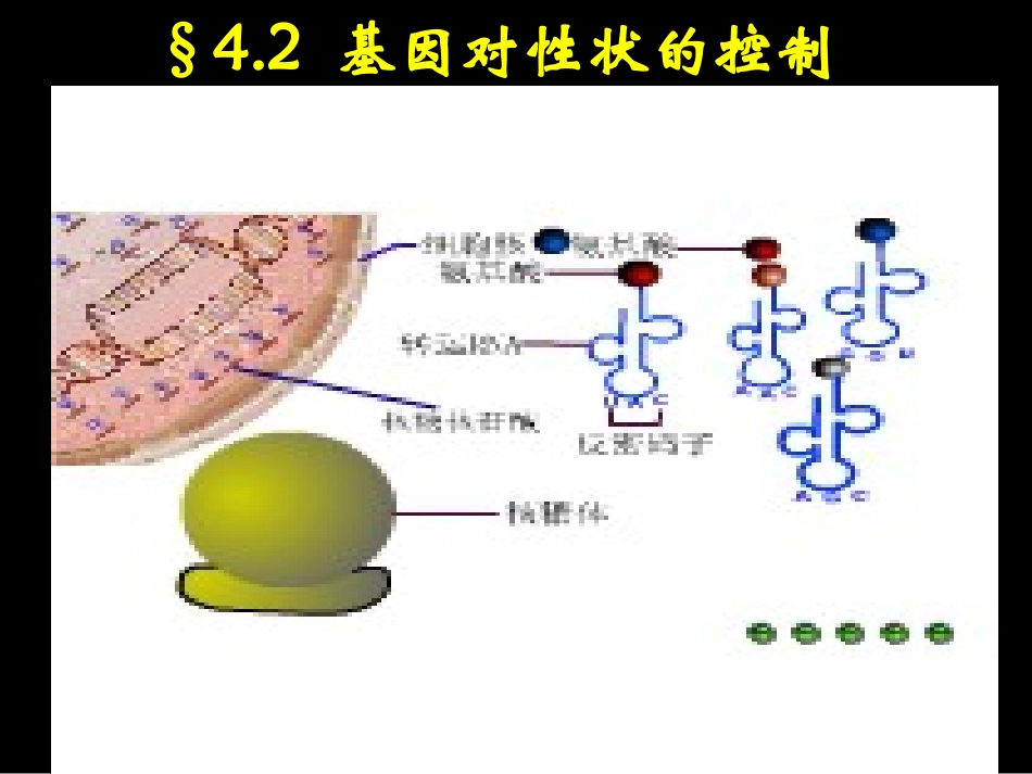 基因对性状的控制 (3)_第1页