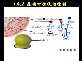 基因对性状的控制 (3)
