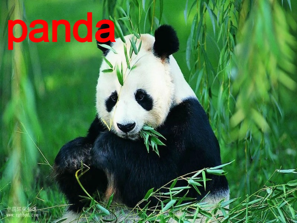 冀教版(三起)三下《Lesson8TigersandBears》课件_第3页