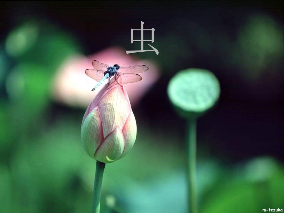 《都市精灵》课件10_第3页