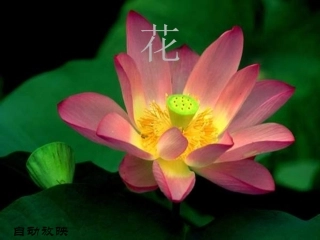 《都市精灵》课件10