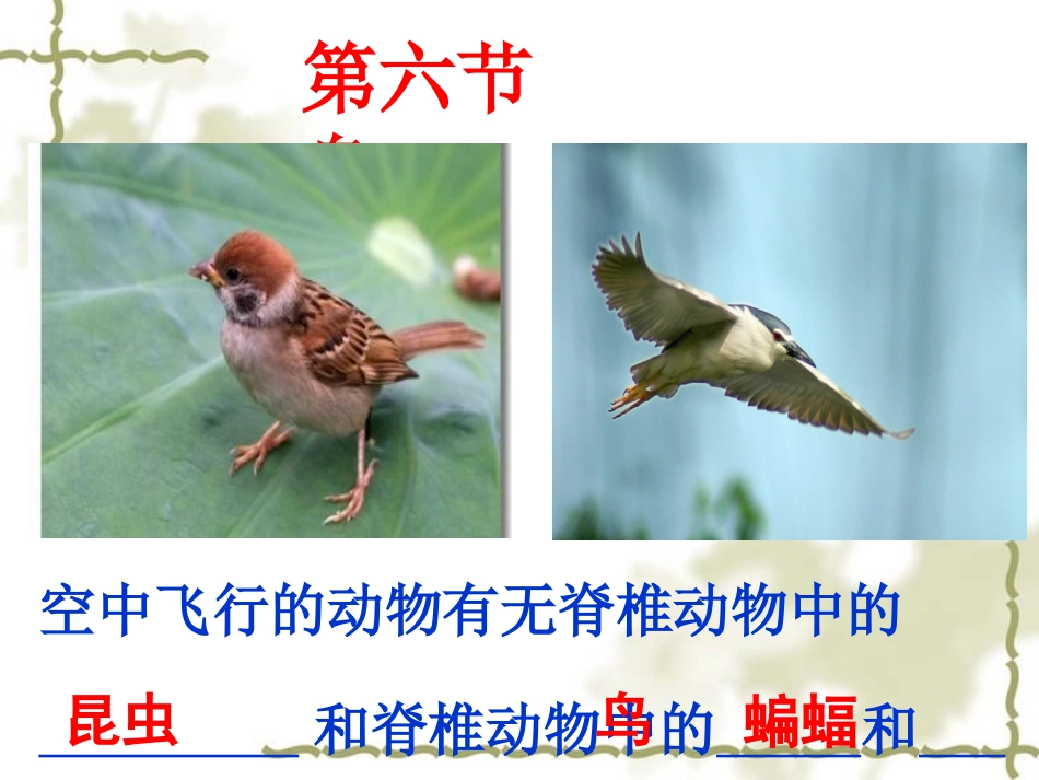 _第六节_鸟课件_第1页