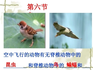 _第六节_鸟课件