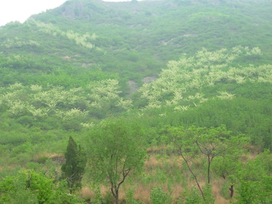 三年级语文下册第七组2槐乡五月第二课时课件_第2页