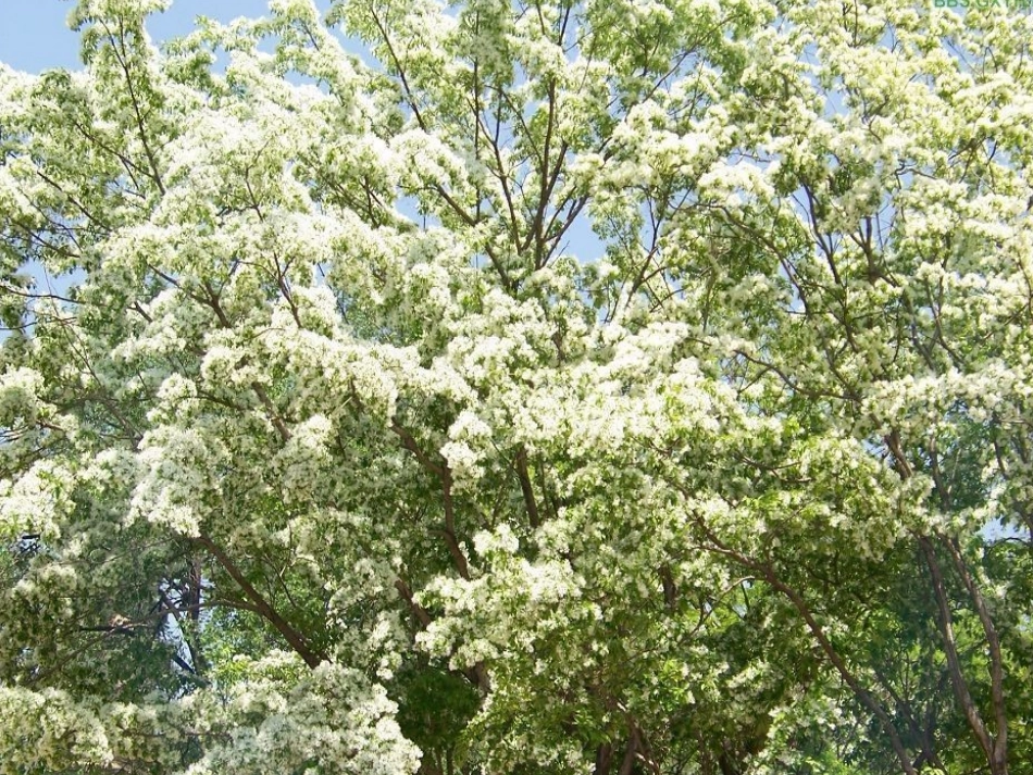 三年级语文下册第七组2槐乡五月第二课时课件_第3页