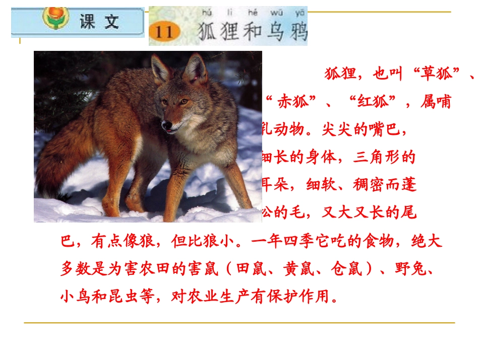 狐狸和乌鸦 课件_第1页