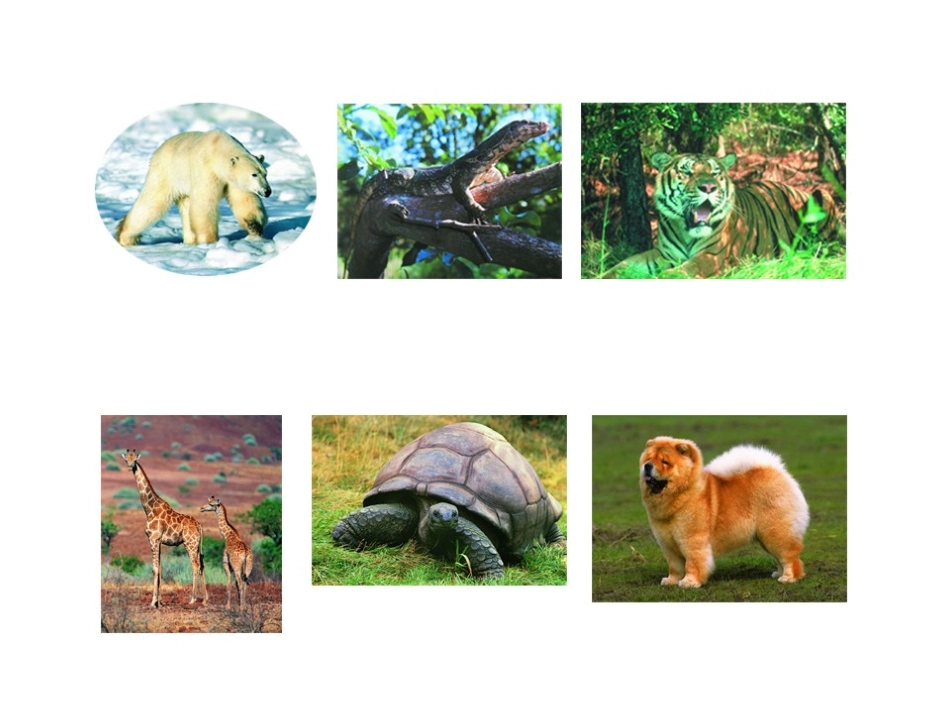 《地面上的动物》课件_第2页