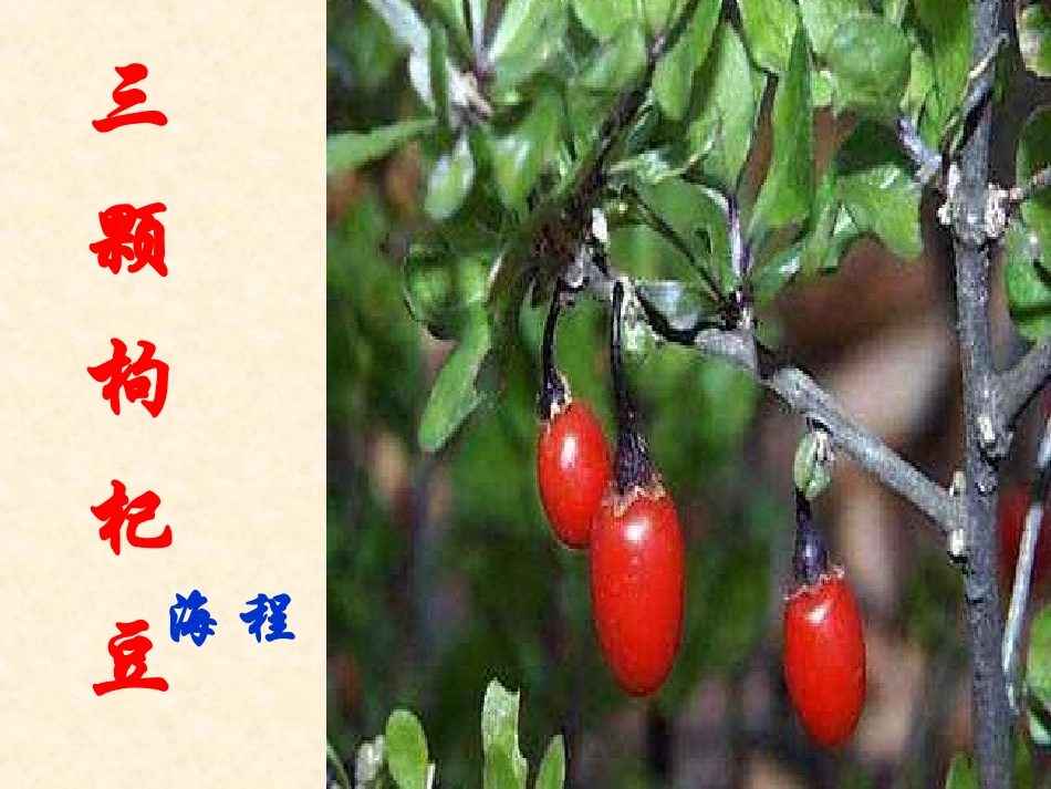 《三颗枸杞豆》课件_第1页