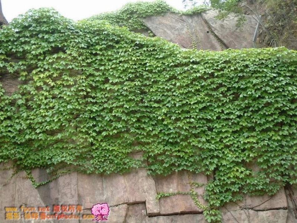 2013上课课件《最后的常春藤叶》_第2页