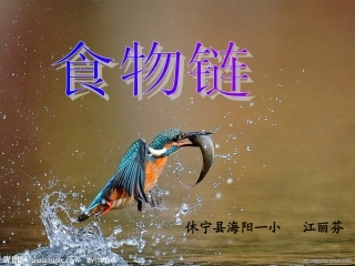 《食物链》课件
