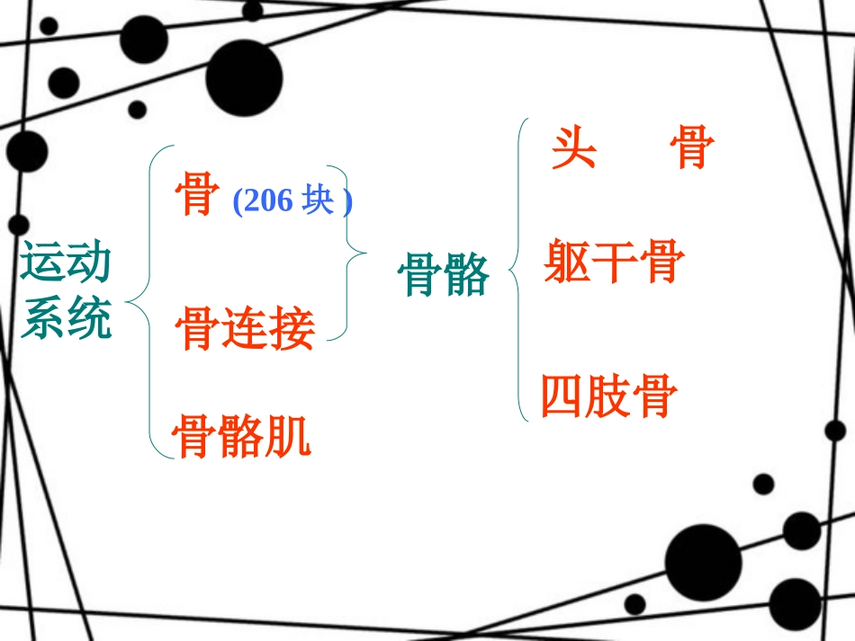 人体的支持与运动1_第3页