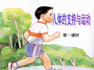 人体的支持与运动1
