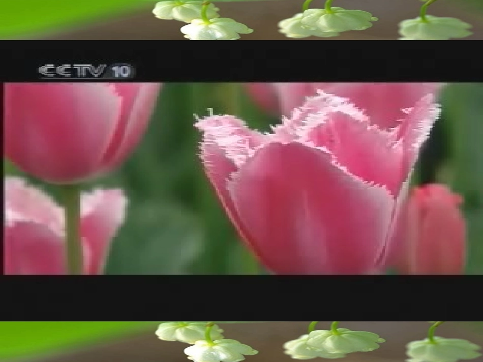 二十九、送你一束转基因花_第2页