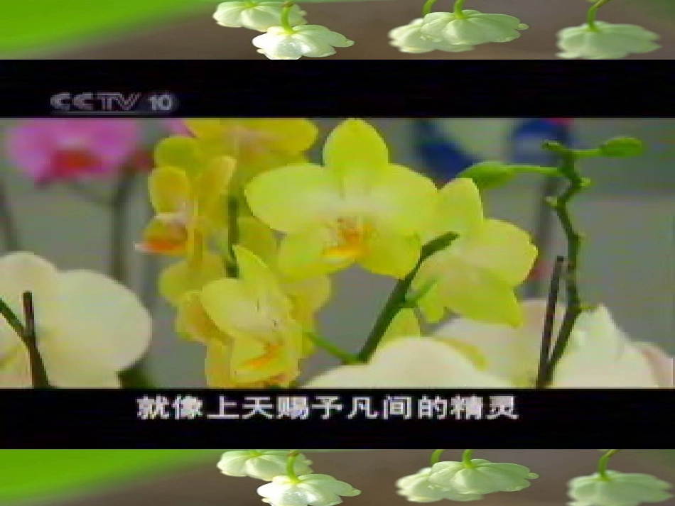 二十九、送你一束转基因花_第3页