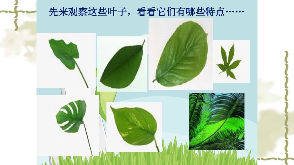 一年级科学观察叶_第3页