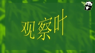 一年级科学观察叶