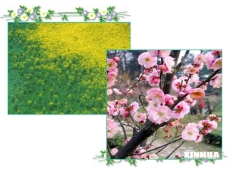 3植物妈妈有办法-优秀课件