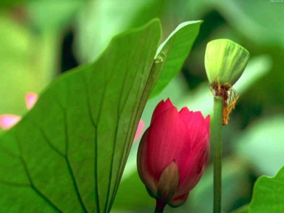 《荷叶母亲》_第2页