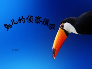 高亚宁---鸟儿的侦查报告