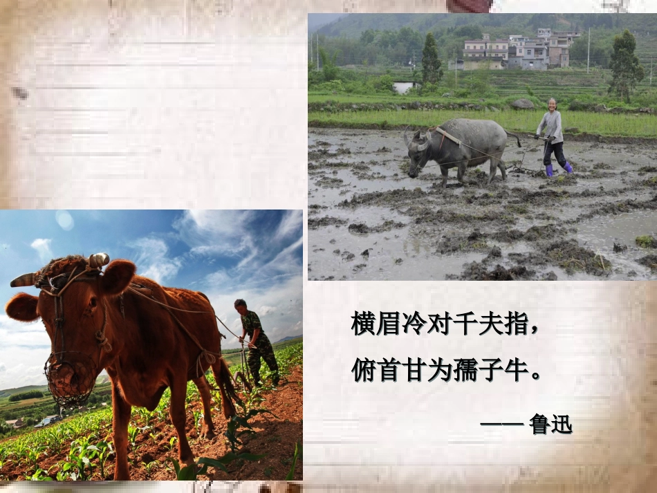 东洲集团集体备课课件《耕牛•战马》直属学校_第2页