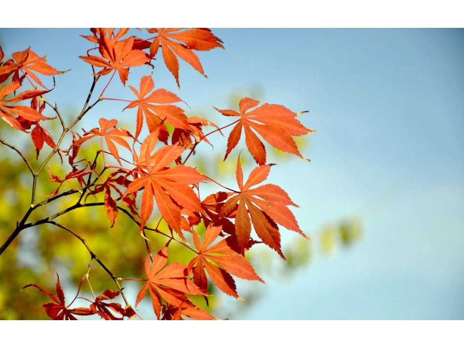 一上一3观察叶_第2页