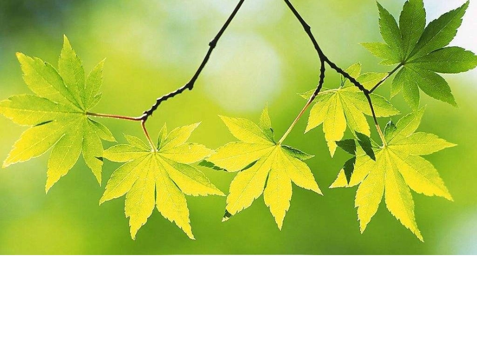 一上一3观察叶_第3页