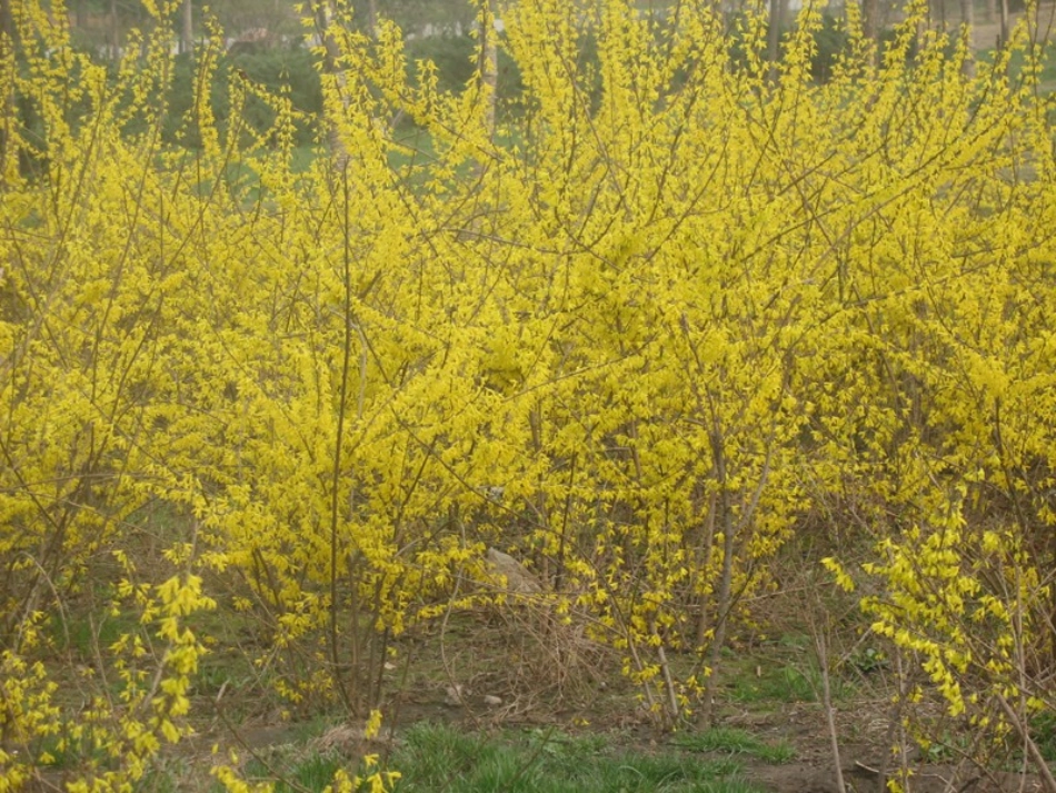 春到梅花山（第一课时）_第2页