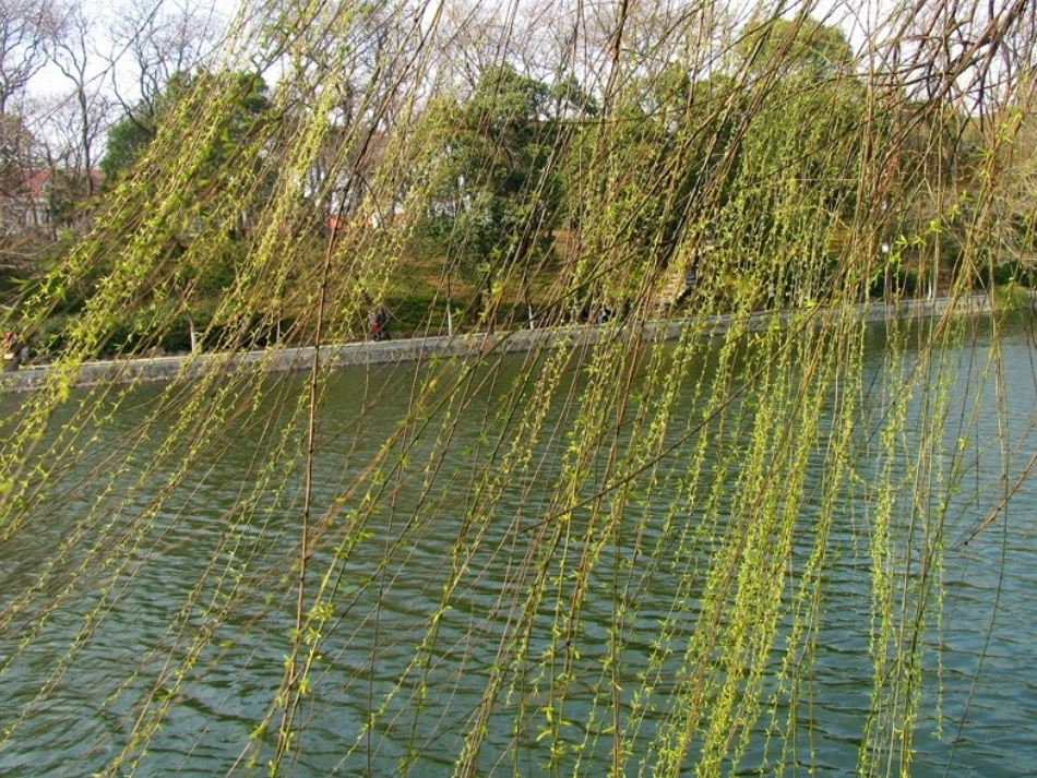 三年级写景作文指导_第3页