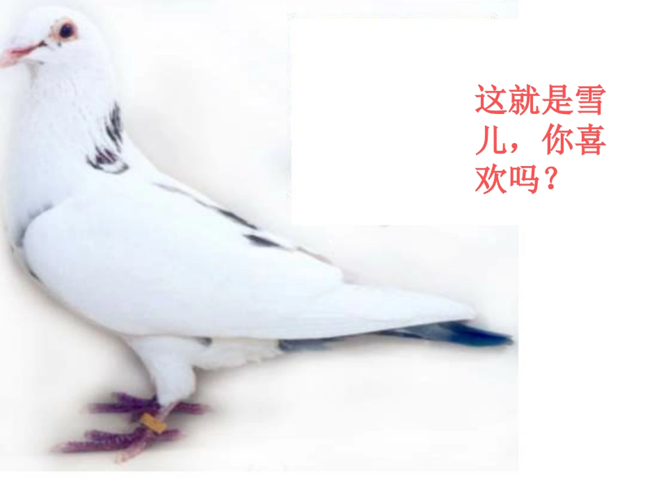 三_下_5《雪儿》课件_第2页