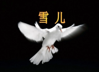 三_下_5《雪儿》课件