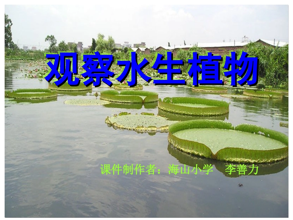 三年级科学上册《一4水生植物》PPT_第1页