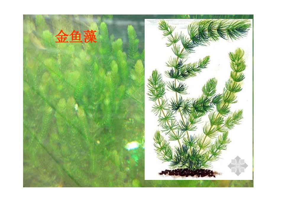 三年级科学上册《一4水生植物》PPT_第3页