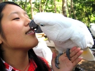 10《搭船的鸟》精选课件