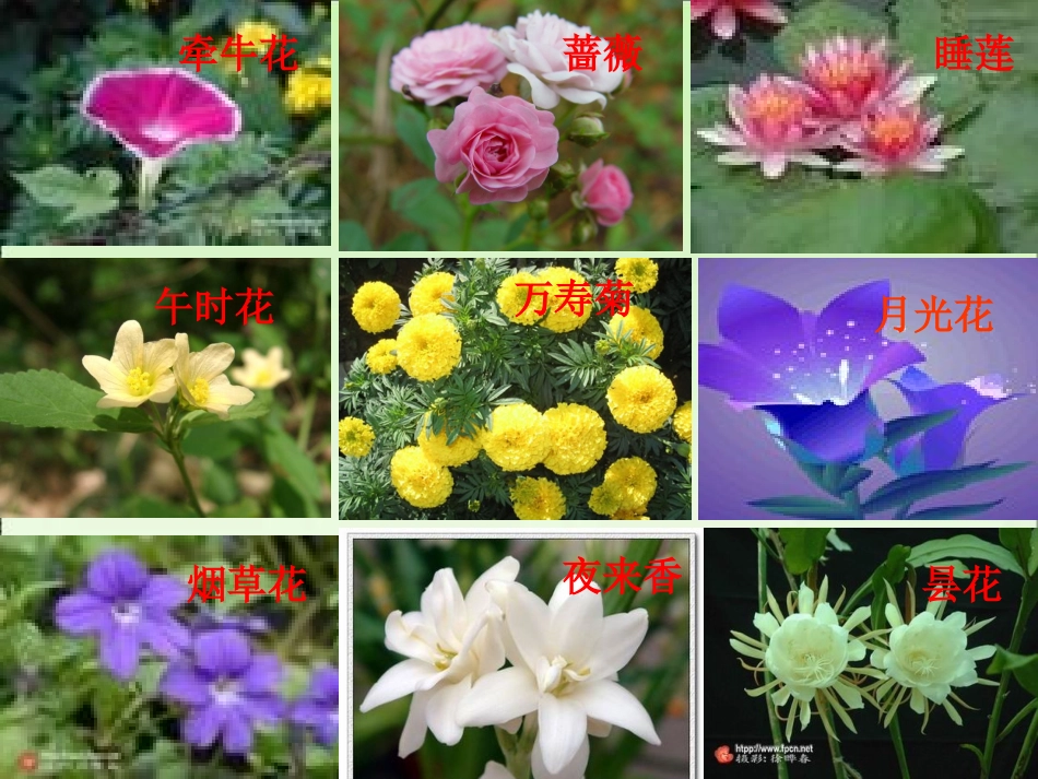 三年级上册第四单元作文观察日记_第2页