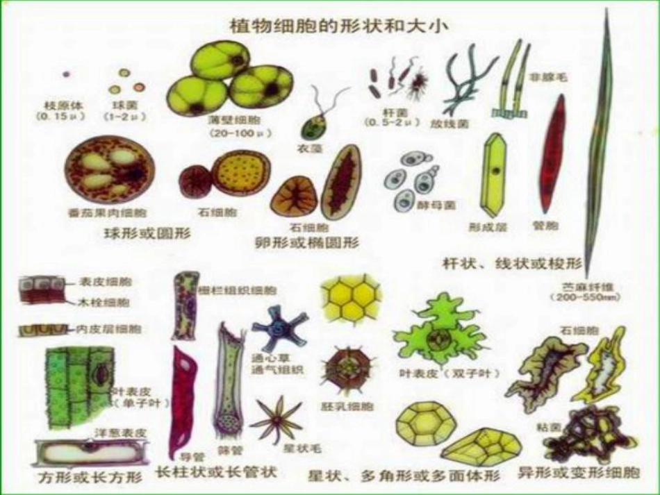 《植物细胞的结构和功能》教学课件_第3页