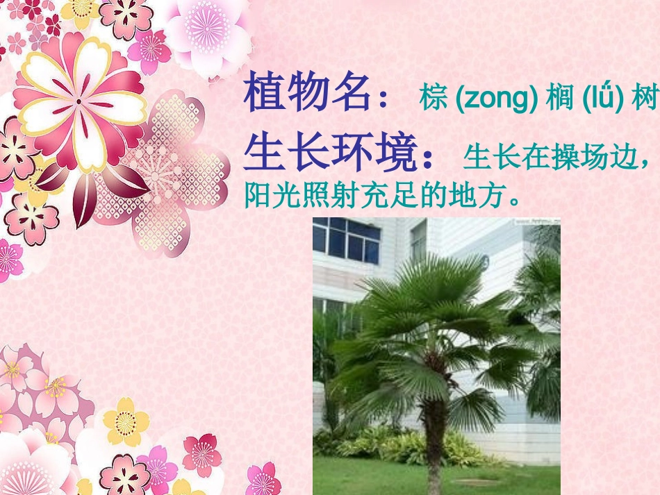 三年级科学上册 校园里的植物_第2页