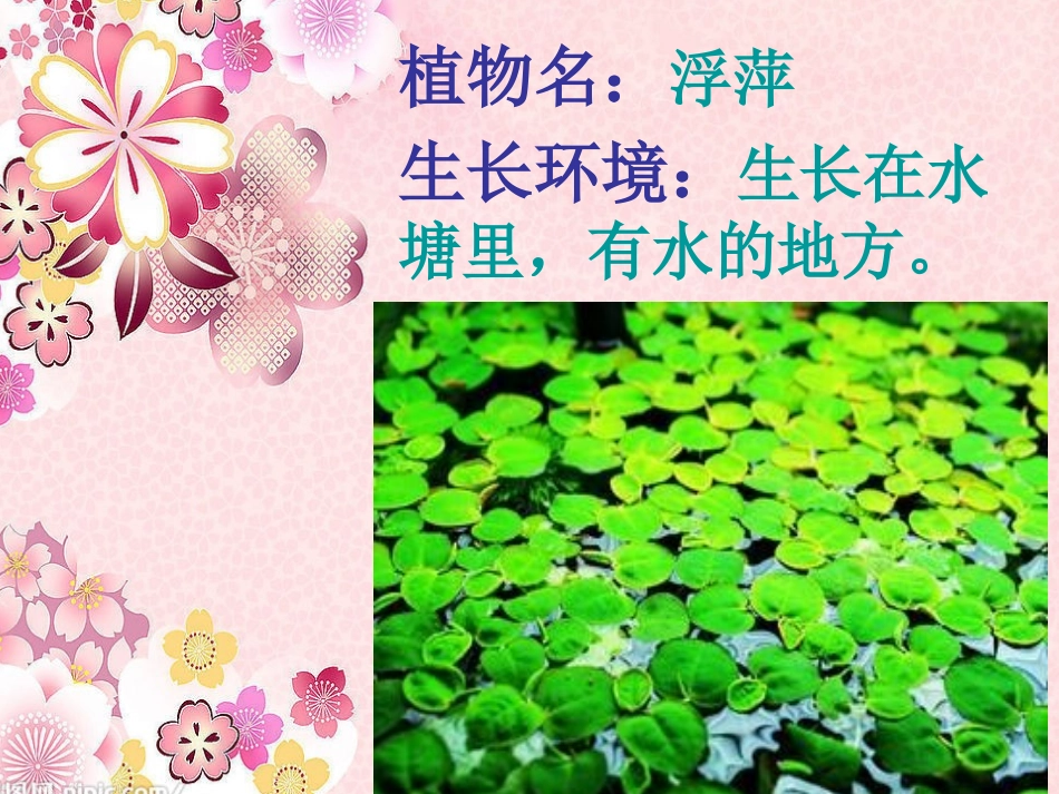 三年级科学上册 校园里的植物_第3页