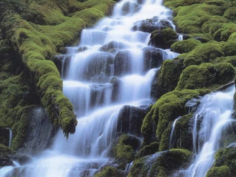 七年级生物藻类苔藓和蕨类植物_第2页