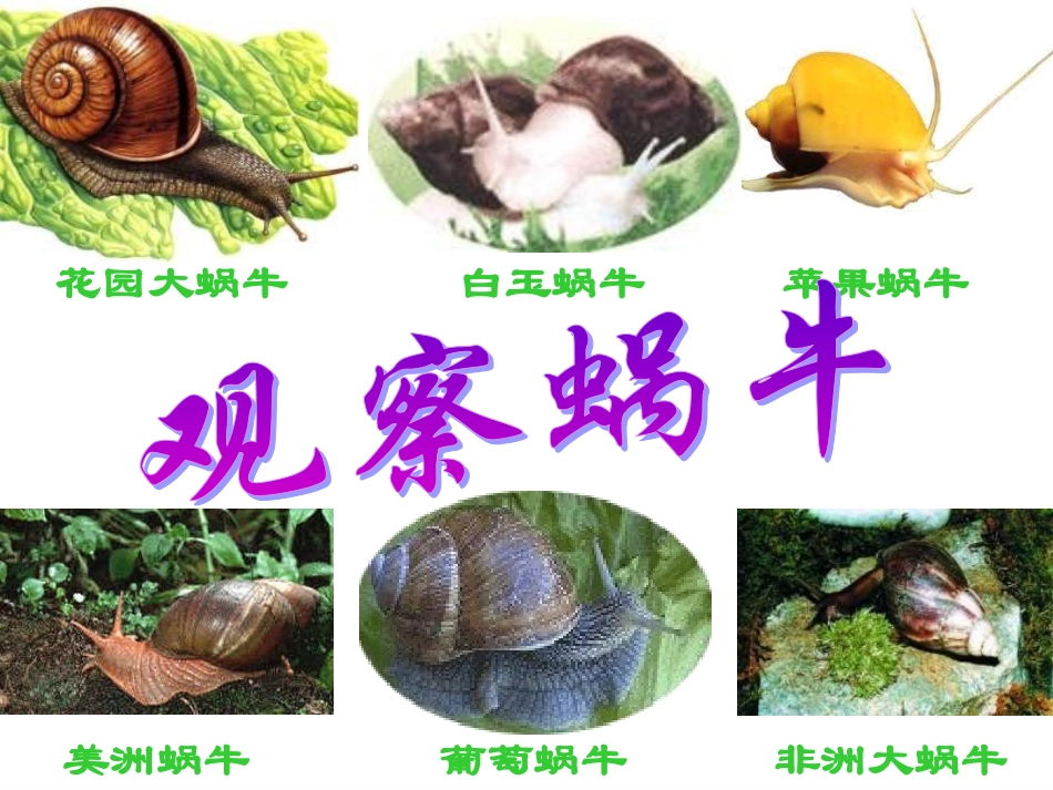 七年级科学观察蜗牛_第3页