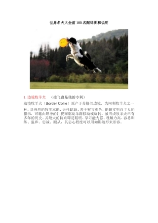世界名犬大全前100名配详图和说明 (2)