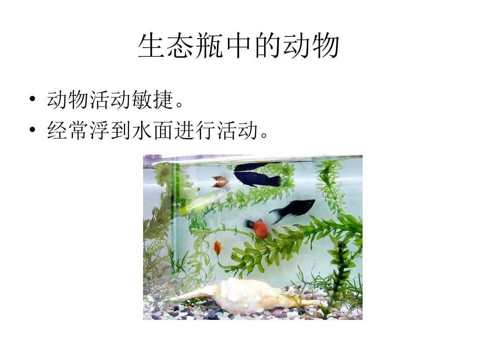 《改变生态瓶》PPT课件 (1)_第3页