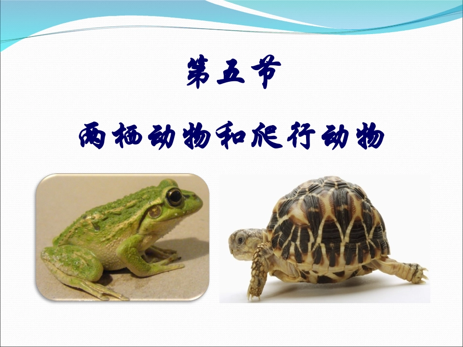 第五节两栖动物和爬行动物1_第1页