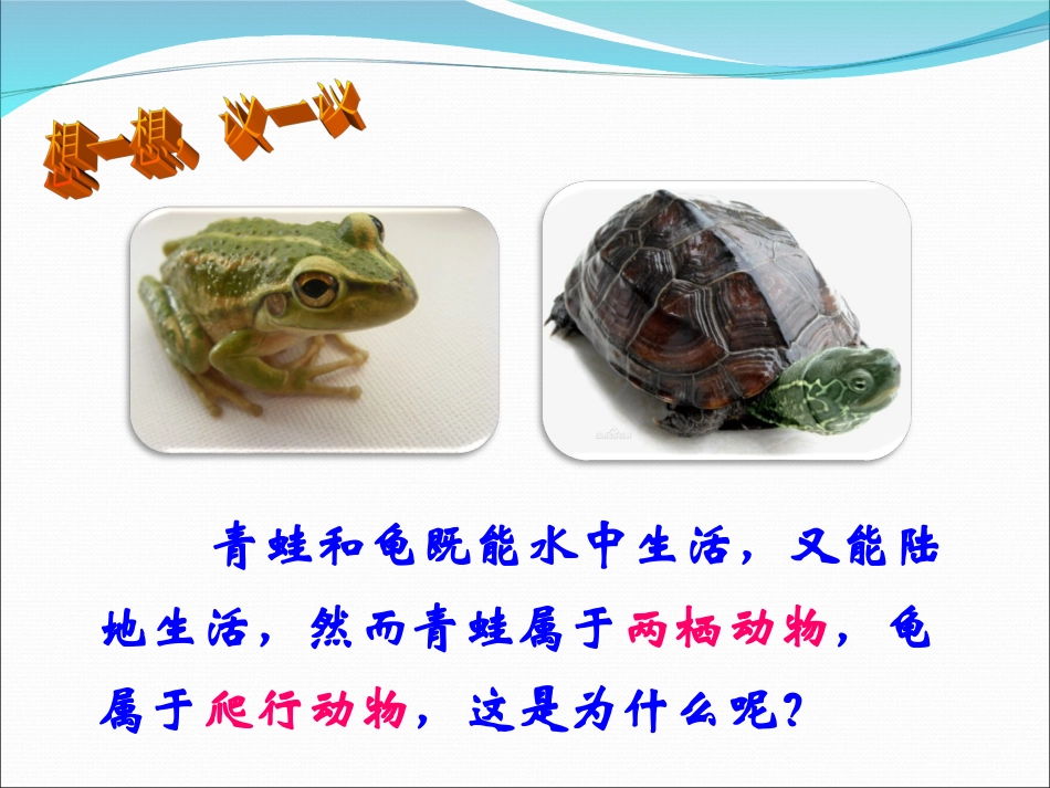 第五节两栖动物和爬行动物1_第2页