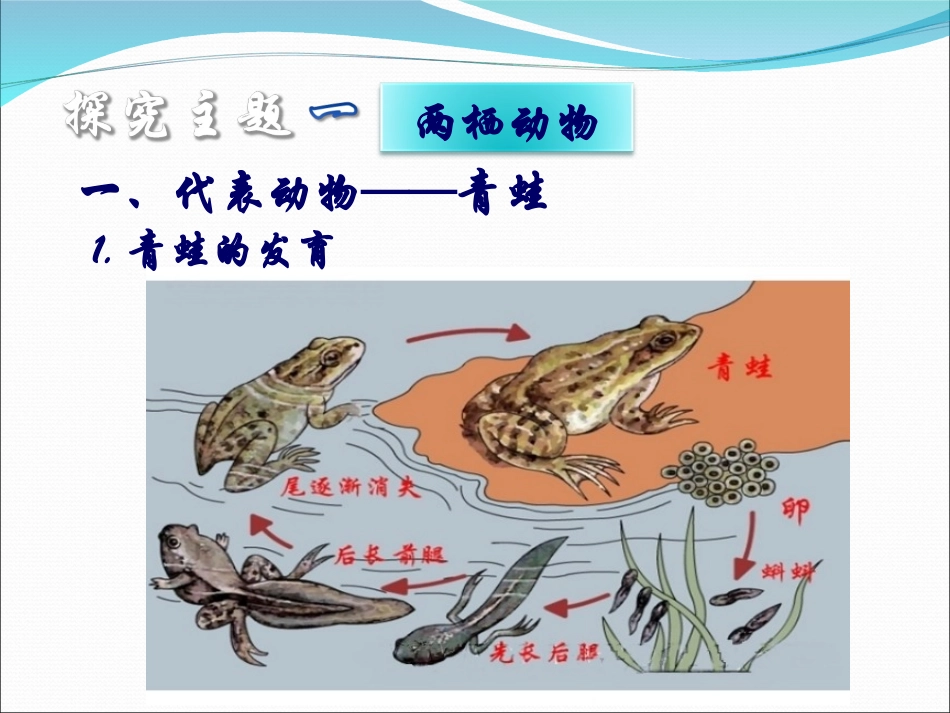 第五节两栖动物和爬行动物1_第3页