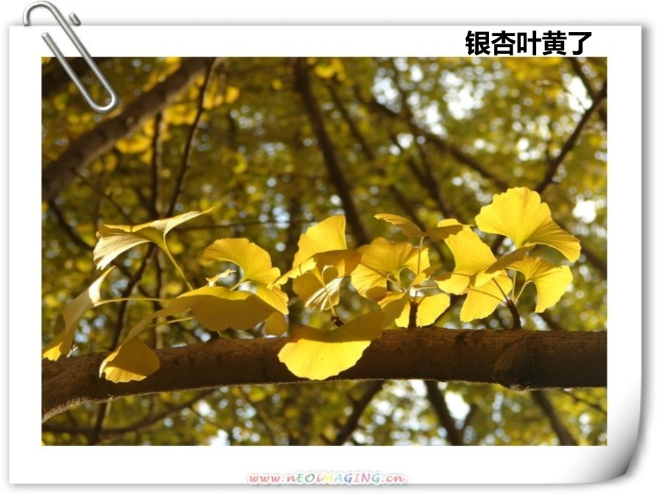 1.7_植物有哪些相同特点_第3页