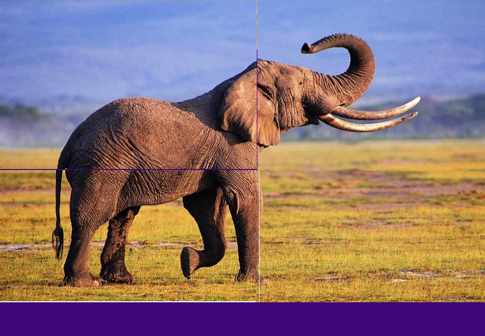 《大象》儿童画创作_第2页